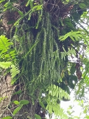 Phlegmariurus phlegmaria