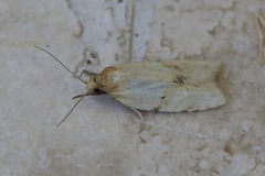 Clepsis divulsana