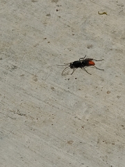 Tachypompilus analis