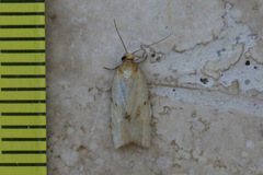 Clepsis divulsana