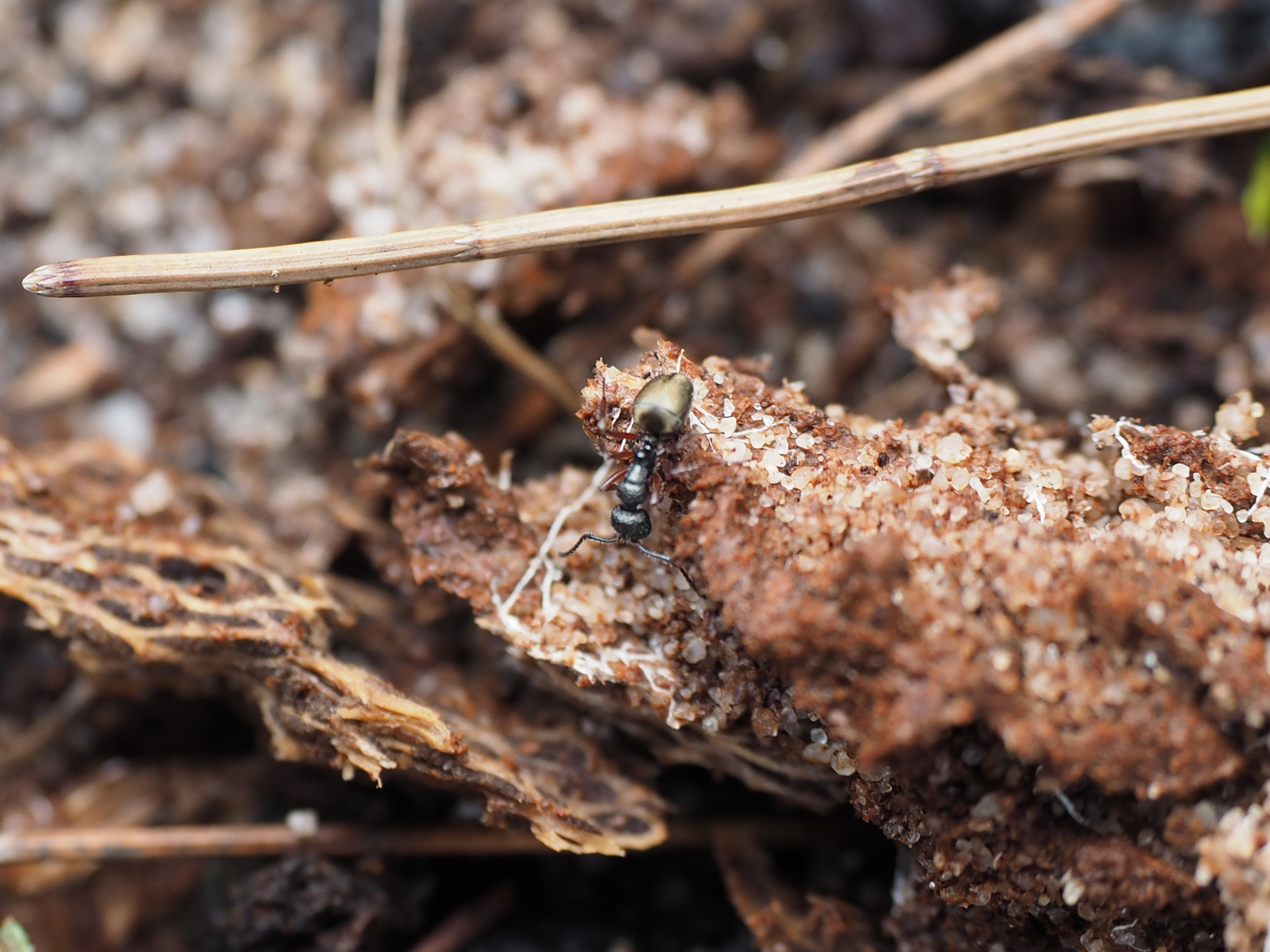 Dolichoderus angusticornis