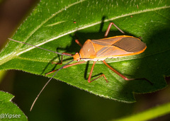 Leptocoris dispar