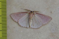 Cyclophora obstataria