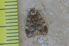 Scaphidriotis xylogramma