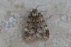 Scaphidriotis xylogramma