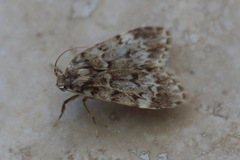 Scaphidriotis xylogramma