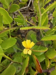 Goodenia varia