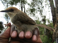 Cisticola hunteri