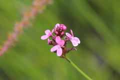 Stylidium squamosotuberosum