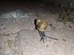 Cornu aspersum