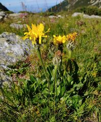 Hypochaeris uniflora