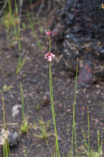 Image of Stylidium squamosotuberosum by (c) Hugo Innes, some rights reserved (CC BY)