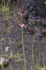 Stylidium squamosotuberosum