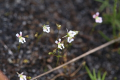 Stylidium calcaratum