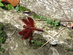 Neurothemis ramburii