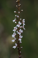 Stylidium diversifolium