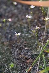 Stylidium calcaratum