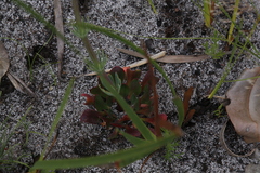 Stylidium diversifolium