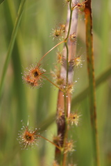 Drosera sulphurea