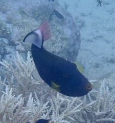 Melichthys vidua