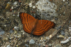 Pseudergolis wedah