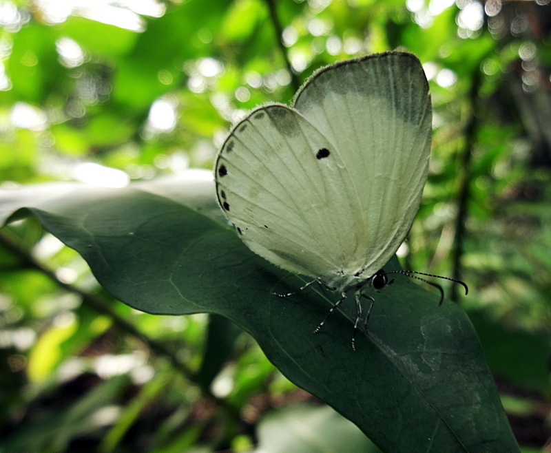 Untailed Ginger White