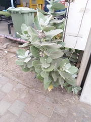 Calotropis procera