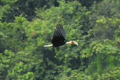 Rhyticeros undulatus