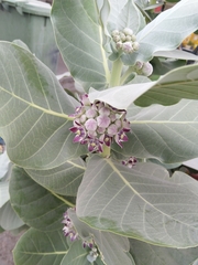 Calotropis procera