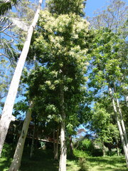 Buckinghamia celsissima