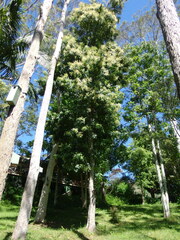 Buckinghamia celsissima