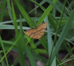 Chrysolarentia correlata