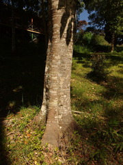 Buckinghamia celsissima