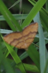 Chrysolarentia correlata