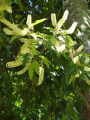 Buckinghamia celsissima