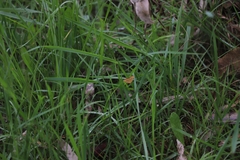 Chrysolarentia correlata