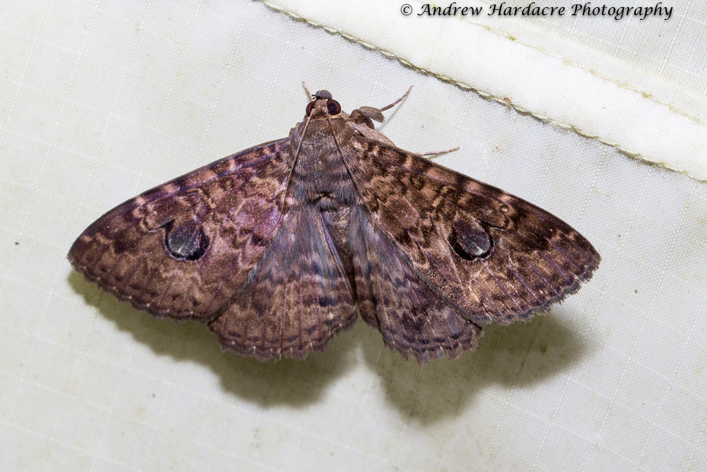 Speiredonia sandokana
