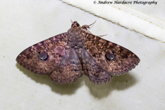 Speiredonia sandokana