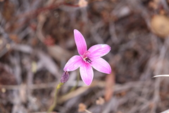 Elythranthera emarginata