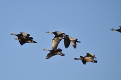 Cereopsis novaehollandiae