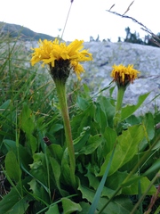 Hypochaeris uniflora