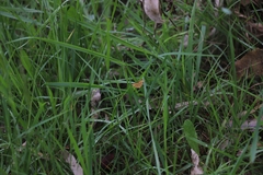 Chrysolarentia correlata