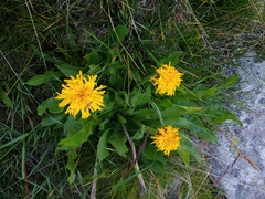 Hypochaeris uniflora
