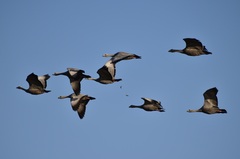 Cereopsis novaehollandiae