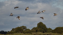 Cereopsis novaehollandiae