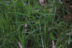 Chrysolarentia correlata