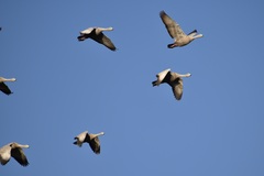 Cereopsis novaehollandiae