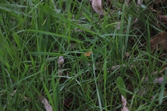 Chrysolarentia correlata