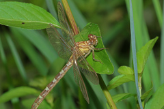 Hemigomphus heteroclytus