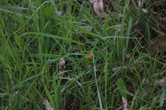 Chrysolarentia correlata